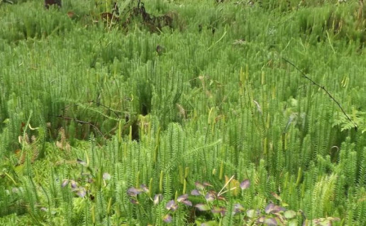 33_Vainagiu takas.jpg